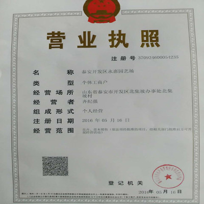 紅顏草莓苗——山東基地直銷，品質(zhì)與服務的雙重保障